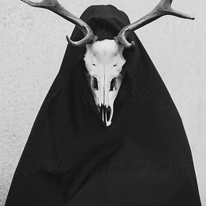 Zdjęcia dla 'Deer Skull'