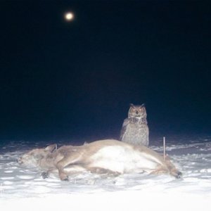 Image for 'blanket of stars'