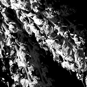Immagine per 'Garden of skeletons'