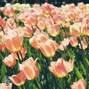 Zdjęcia dla 'Tulips'