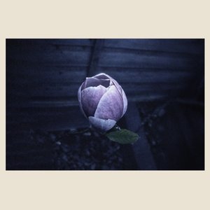 Image for 'Music For Growing Flowers (Nocturne)'
