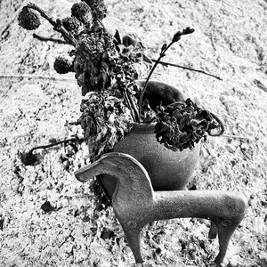 Image for 'Roma'