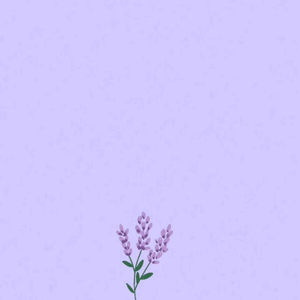 Lavender-blooms