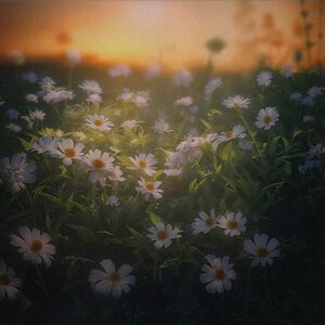 Image for 'Flores Florent'
