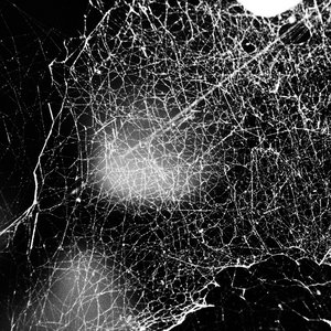 Zdjęcia dla 'Haematophoryktos'