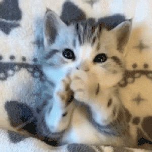 melancholypaws
