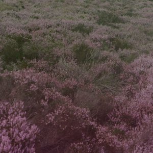 Image for 'Slow Shapes'