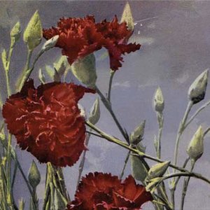 Image for 'Spry From Bitter Anise Folds'
