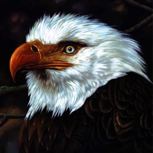 Image for 'The Hawk is Howling'