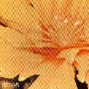 Image for 'Spring Flower'