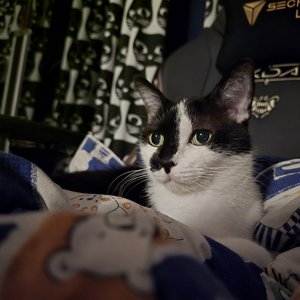 Image for 'Purry'