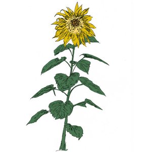 Изображение для 'Music To Watch Seeds Grow By 007: Brian D'Souza (Sunflowers)'