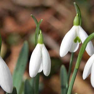 Imagen de 'De Sneeuwklokjes'