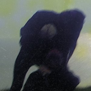 Image for 'Zalmathic Necroichorion'