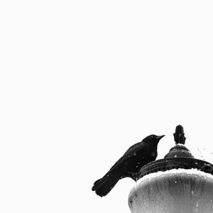 Immagine per 'Frayed'