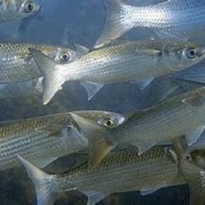Image for 'Grey Mullet / Scup'