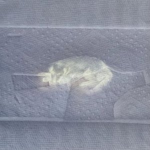 Image for 'DOGS NEVER DIE'