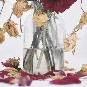 Image for 'Camellia'