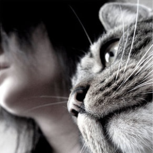 Cat_007