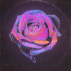 Image for 'Rose'