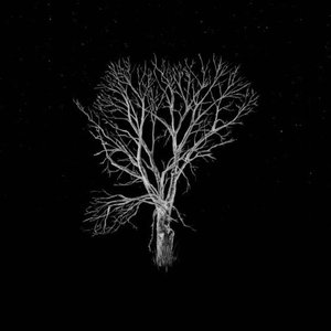 Image for 'Bloom Innocent (Acoustic)'