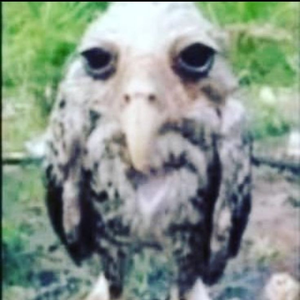 magnuswu