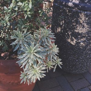 Изображение для 'Tile Plazas'