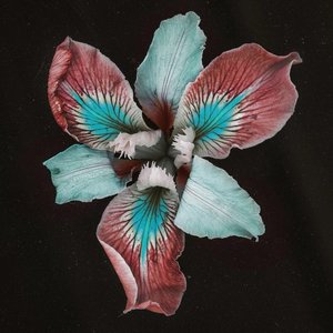 Image for 'Oasis Sky'