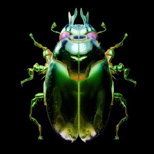 Bild für 'Beetle'