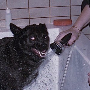 “i'm not a violent dog, i don't know why i bite”的封面
