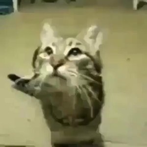 Image for 'Meow'