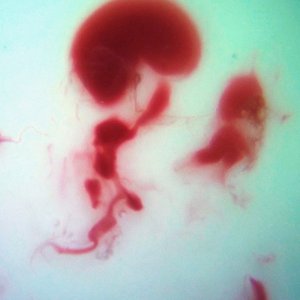 Image for 'Penelope Three (Mother's Blood Edition)'