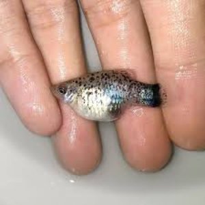 'Long Sardine x Mr. Brightside' için resim