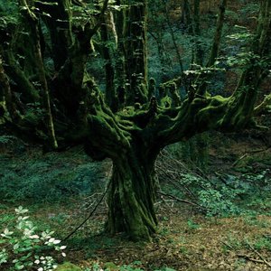 Изображение для 'Oaken Reaper'