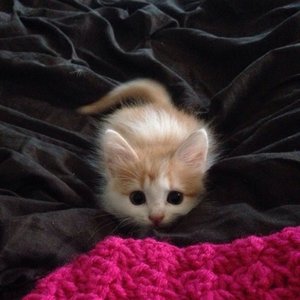 Immagine per 'CAT MUSIC'
