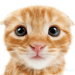 ccattaa