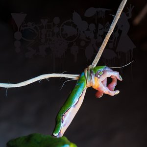 Image for 'The Dark Side of the Amazon'