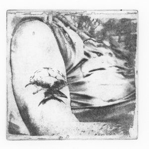 Imagem de 'A Collection of Bird Songs'