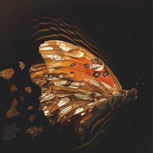 Image for 'Butterfly'