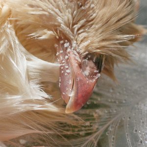 Image for 'Mantra'