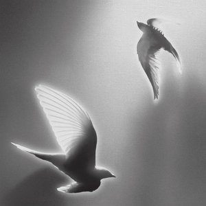 Image for 'Doves, '25 on Blank Canvas'