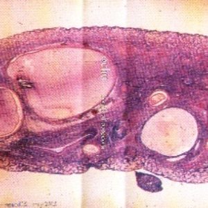 Image for 'Ochu'