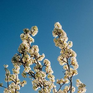 Image for 'Bloom'