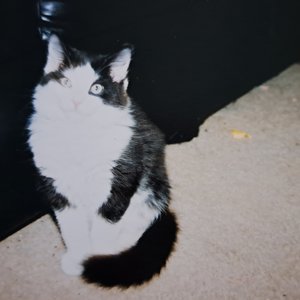 Zdjęcia dla 'Weird Cat'
