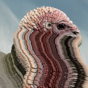 Image for 'Bird Brains'