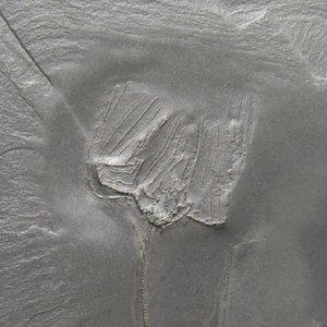 Image for 'Ceremonies'