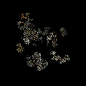 Image for 'Return'