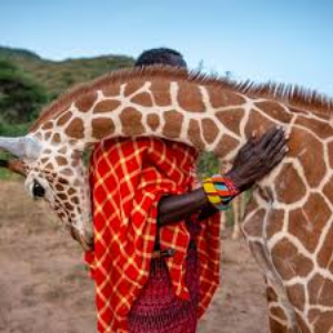 Giraff3y