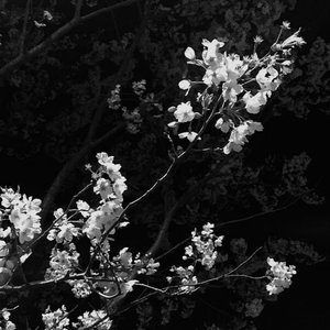 Image pour 'Fall'