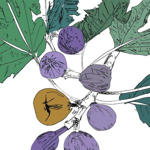 Immagine per 'Music to Watch Seeds Grow By 005: Stella Z (Fig)'